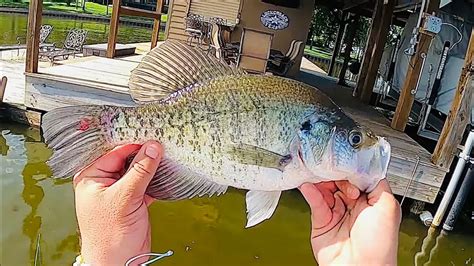 post spawn crappie fishing videos.